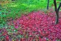 Autumn Leaves, Leaves, Red, Leaf, Autumn wallpaper