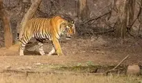 Bengal Tiger Animal wallpaper