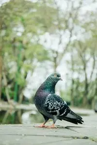 bird nature city urban cityscape phone wallpaper