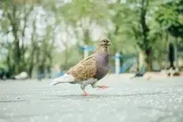 bird nature city urban cityscape wallpaper