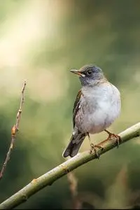 Bird Pale Thrush phone wallpaper