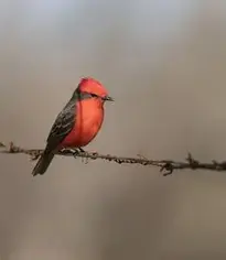 Bird Scarlet Flycatcher phone wallpaper