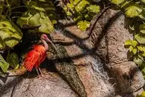 Bird Scarlet Ibis wallpaper