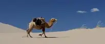Camel Desert wallpaper