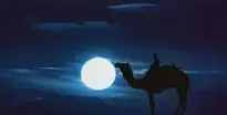 Camel Desert wallpaper