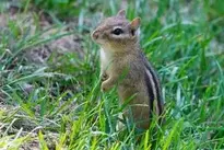 Chipmunk Ground Squirrel wallpaper