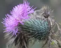 flower floral thorn plant natural wallpaper