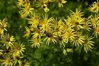 flowers yellow bee yellow flower wallpaper