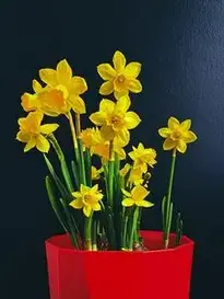 Flowers Yellow Daffodils phone wallpaper