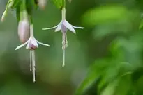 Fuchsia Scarlet Fuchsia wallpaper
