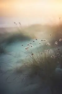 grass beach sea wind phone wallpaper
