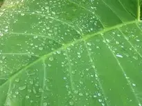 green background leaf water drops wallpaper