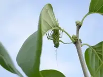 Insect Great Green Bush Cricket wallpaper
