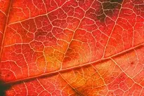 leaf fall red to dye golden wallpaper