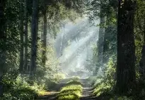Mystical Forest Trail wallpaper