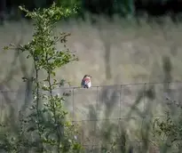 Red Backed Shrike Shrike wallpaper