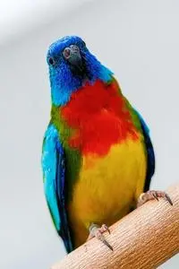 Scarlet Chested Parrot Parrot phone wallpaper