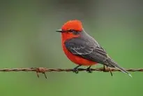 Scarlet Flycatcher Bird wallpaper