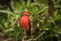 Scarlet Flycatcher Bird wallpaper