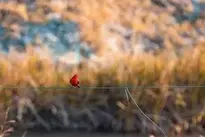 Scarlet Flycatcher Bird wallpaper
