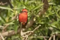 Scarlet Flycatcher Flycatcher wallpaper