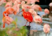 Scarlet Ibis Ibis wallpaper