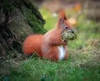 Squirrel Animal wallpaper