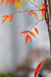 Tree Leaf phone wallpaper