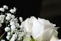 white rose tenderness contrast wallpaper
