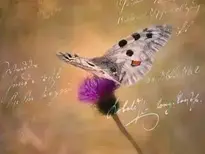 Butterfly, Apollo, Flower background wallpaper