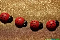 Bugs background wallpaper
