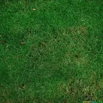 Grass Overlay Photo Effect
