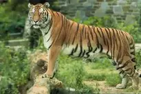 Bengal Tiger Background