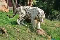 White Bengal Tiger Background