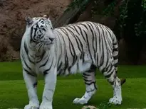 White Bengal Tiger Background