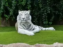 White Bengal Tiger Background