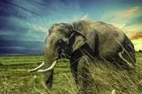 Elephant Tusks Elephant Tusks Ivory wallpaper