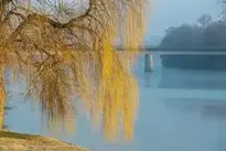 Weeping Willow Pasture Tree background wallpaper