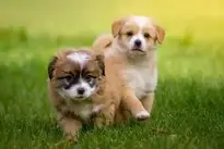 Dogs Puppies background wallpaper