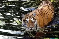 Tiger In Water background wallpaper