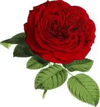 Add Rose Flower to your Photo