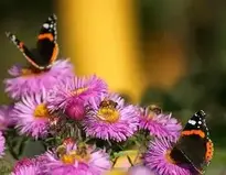 Autumn Flowers background wallpaper