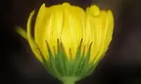 Yellow Flower background wallpaper