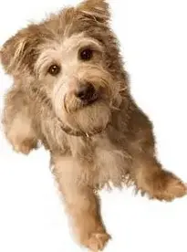 dog dogs : Add to your photo