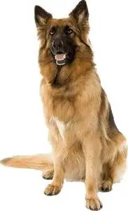 dog dogs : Add to your photo