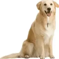 dog dogs : Add to your photo
