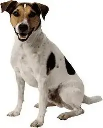 dog dogs : Add to your photo