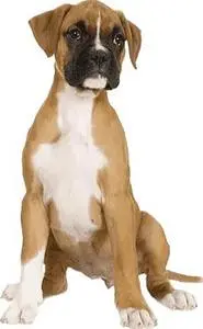 dog dogs : Add to your photo