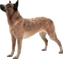 dog dogs : Add to your photo