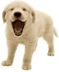 dog dogs : Add to your photo
